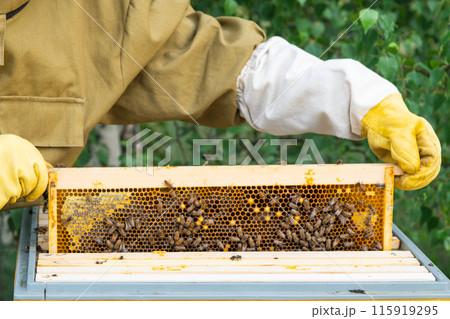A beekeeper, a woman in a protective suit against bee stings, holds a frame with honey from a bee hive in her hands. Beekeeping, care of the hive A beekeeper, a woman in a protective suit against bee stings, holds a frame with honey from a bee hive in her hands. Beekeeping, care of the hive 115919295