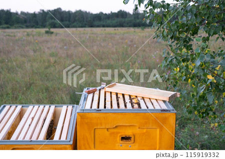 An open hive with frames and bees in rural areas, a bee fumigator, keeping bees in agricultures. Beekeeping, care of the hive An open hive with frames and bees in rural areas, a bee fumigator, keeping bees in agricultures. Beekeeping, care of the hive 115919332