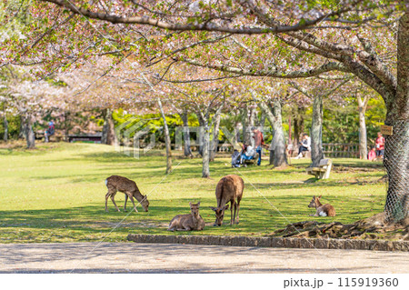【春】奈良公園の鹿【桜】 115919360
