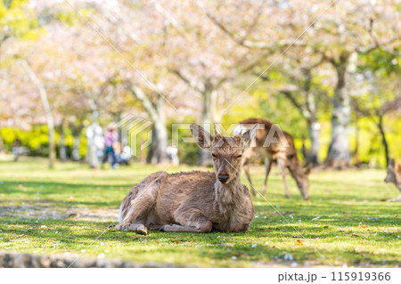 【春】奈良公園の鹿【桜】 115919366