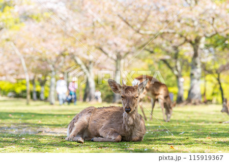 【春】奈良公園の鹿【桜】 115919367