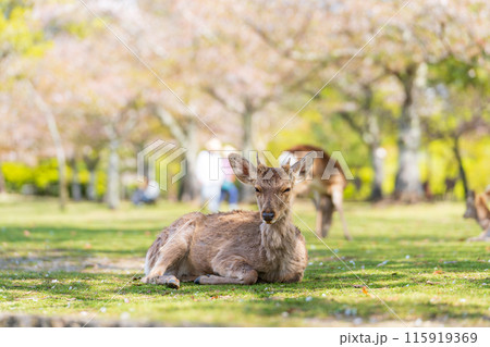 【春】奈良公園の鹿【桜】 115919369