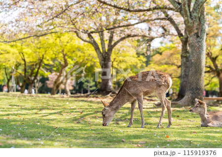 【春】奈良公園の鹿【桜】 115919376