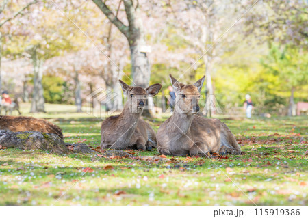 【春】奈良公園の鹿【桜】 115919386