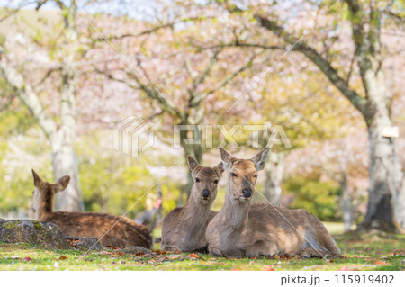 【春】奈良公園の鹿【桜】 115919402