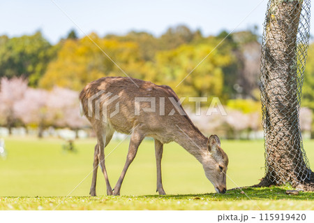 【春】奈良公園の鹿【桜】 115919420
