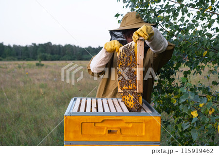 A beekeeper, a woman in a protective suit against bee stings, holds a frame with honey from a bee hive in her hands. Beekeeping, care of the hive 115919462