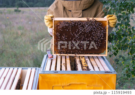 A beekeeper, a woman in a protective suit against bee stings, holds a frame with honey from a bee hive in her hands. Beekeeping, care of the hive A beekeeper, a woman in a protective suit against bee stings, holds a frame with honey from a bee hive in her hands. Beekeeping, care of the hive 115919493