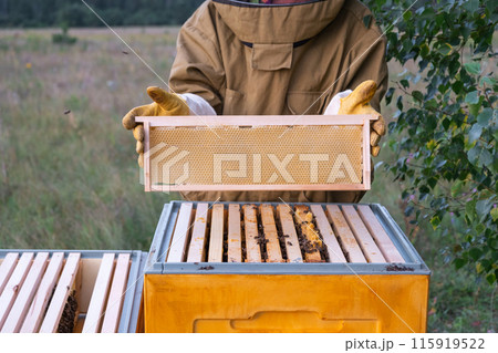 A beekeeper, a woman in a protective suit against bee stings, holds a empty frame with wax from a bee hive in her hands. Beekeeping, care of the hive, mock up A beekeeper, a woman in a protective suit against bee stings, holds a empty frame with wax from a bee hive in her hands. Beekeeping, care of the hive, mock up 115919522