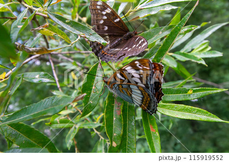 オオイチモンジ オオイチモンジ 115919552
