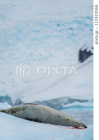 Close-up of a Weddell seal Close-up of a Weddell seal 115919566