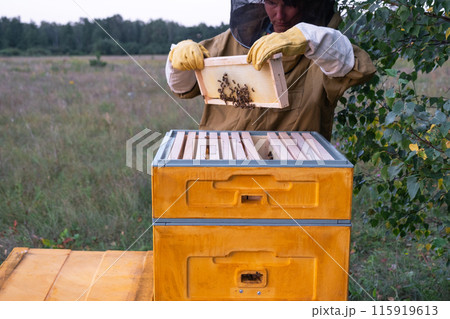 A beekeeper, a woman in a protective suit against bee stings, holds a frame with honey from a bee hive in her hands. Beekeeping, care of the hive 115919613