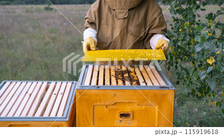 A beekeeper, a woman in a protective suit against bee stings, installs a separation grate in the hive. Beekeeping, care of the hive A beekeeper, a woman in a protective suit against bee stings, installs a separation grate in the hive. Beekeeping, care of the hive 115919618