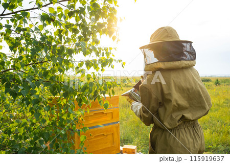 A beekeeper, a woman in a protective suit against bee stings, cigarette lighter fumigates a bee nest with smoke to calm them down. Beekeeping, care of the hive 115919637