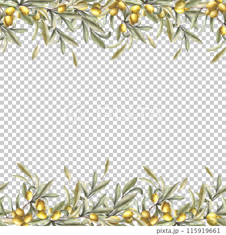 Olive branch with fruit berries and green leaves. Watercolor botanical floral seamless banner, frame Hand drawn nature illustration for food oil, cosmetic label, packaging, card on isolated background Olive branch with fruit berries and green leaves. Watercolor botanical floral seamless banner, frame Hand drawn nature illustration for food oil, cosmetic label, packaging, card on isolated background 115919661