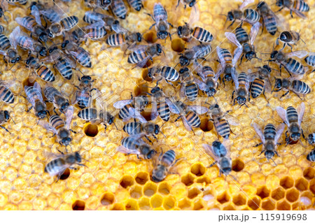 Bees sit on honeycombs with honey in a bee frame in a beehive close-up. Beekeeping, sealing honeycombs with wax and pouring honey, breeding and keeping bees Bees sit on honeycombs with honey in a bee frame in a beehive close-up. Beekeeping, sealing honeycombs with wax and pouring honey, breeding and keeping bees 115919698