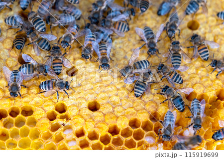 Bees sit on honeycombs with honey in a bee frame in a beehive close-up. Beekeeping, sealing honeycombs with wax and pouring honey, breeding and keeping bees Bees sit on honeycombs with honey in a bee frame in a beehive close-up. Beekeeping, sealing honeycombs with wax and pouring honey, breeding and keeping bees 115919699