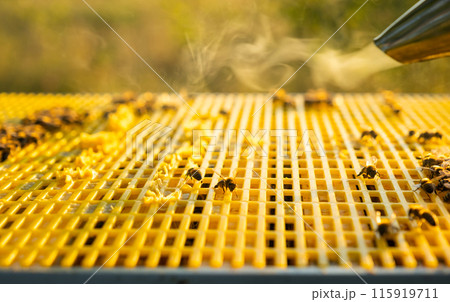 The bee cigarette lighter on the hive fumigates bees with smoke 115919711
