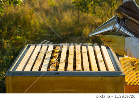 The bee cigarette lighter on the hive fumigates bees with smoke 115919720