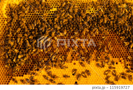 Bees sit on honeycombs with honey in a bee frame in a beehive close-up. Beekeeping, sealing honeycombs with wax and pouring honey, breeding and keeping bees Bees sit on honeycombs with honey in a bee frame in a beehive close-up. Beekeeping, sealing honeycombs with wax and pouring honey, breeding and keeping bees 115919727