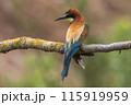 A bee-eater (Merops apiaster) on a branch 115919959
