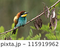 A bee-eater (Merops apiaster) on a branch 115919962