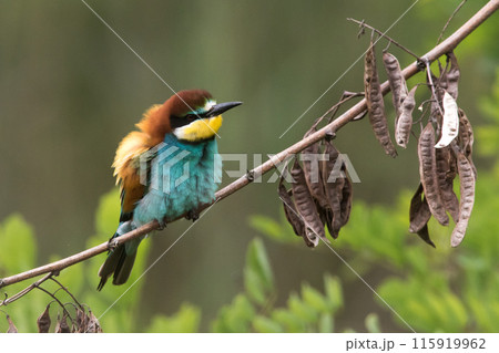 A bee-eater (Merops apiaster) on a branch A bee-eater (Merops apiaster) on a branch 115919962