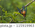A bee-eater (Merops apiaster) on a branch 115919963