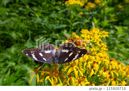 メスグロヒョウモン メスグロヒョウモン 115920718