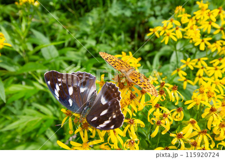 メスグロヒョウモン 115920724