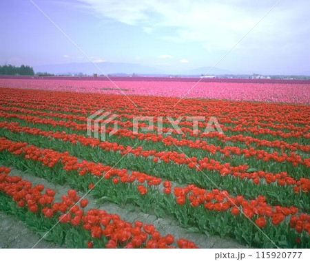 Flowers background. Colorful summer flowers close view photo Flowers background. Colorful summer flowers close view photo 115920777