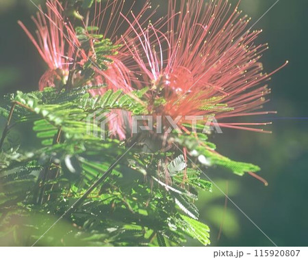 Flowers background. Colorful summer flowers close view photo 115920807