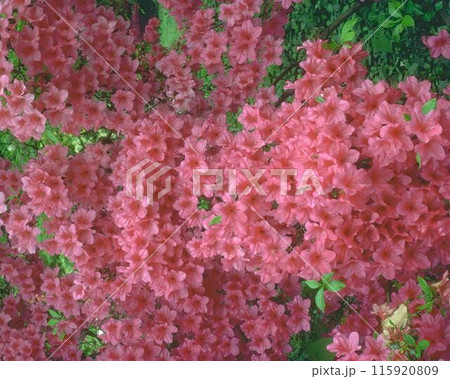 Flowers background. Colorful summer flowers close view photo 115920809