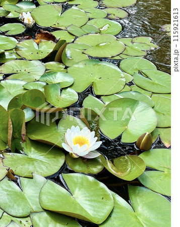 White water lily on the surface of the pond on the water surface in the garden. Floral background White water lily on the surface of the pond on the water surface in the garden. Floral background 115921613