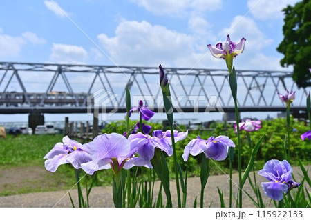 菖蒲の花と京成電車 115922133