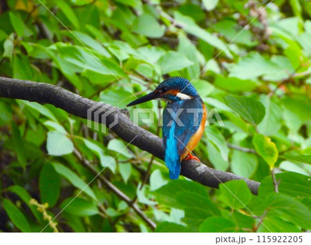 いつもの枝にとまるカワセミ5 いつもの枝にとまるカワセミ5 115922205