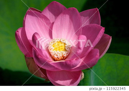 初夏の早朝を彩る清らかなハスの花たち 初夏の早朝を彩る清らかなハスの花たち 115922345