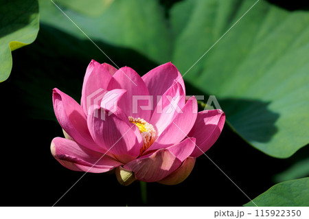 初夏の早朝を彩る清らかなハスの花たち 115922350