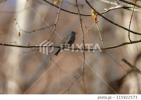 初夏に高原の森で見られる灰色のかわいらしい小鳥、クロジ 初夏に高原の森で見られる灰色のかわいらしい小鳥、クロジ 115922573