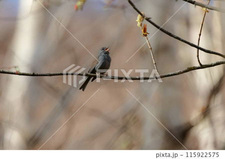 初夏に高原の森で見られる灰色のかわいらしい小鳥、クロジ 115922575