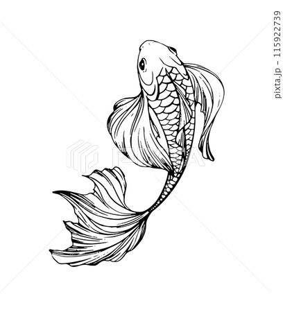 Hand-drawn fish vector illustration in black and white. Detailed line art for design and print. Marine and aquatic concept. 115922739