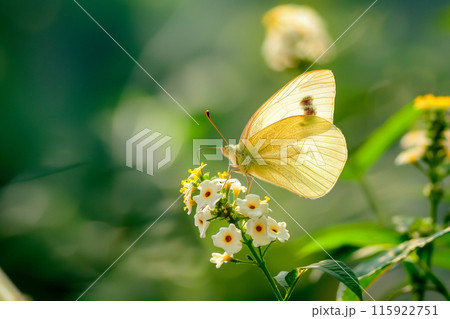Beautiful Yellow butterfly rests among the foliage of a garden 115922751