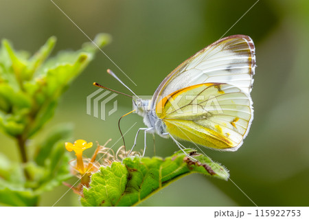 Beautiful White butterfly rests among the foliage of a garden 115922753