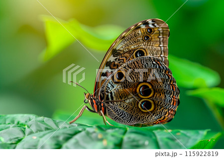 Beautiful Wood Brown Eye butterfly rests among the foliage of a garden 115922819