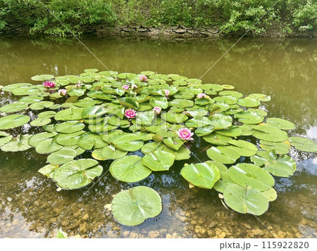 Pink water lily in a small pond in a park in summer with green foliage. Nature background Pink water lily in a small pond in a park in summer with green foliage. Nature background 115922820