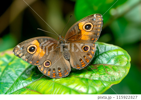 Beautiful Wood Brown Eye butterfly rests among the foliage of a garden Beautiful Wood Brown Eye butterfly rests among the foliage of a garden 115922827