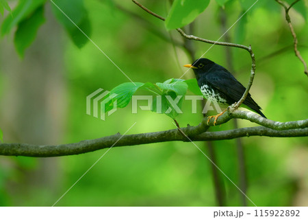 黒い羽と黄色い嘴のコントラストがとても美しい初夏の高原の鳥、森の人気者クロツグミ 黒い羽と黄色い嘴のコントラストがとても美しい初夏の高原の鳥、森の人気者クロツグミ 115922892
