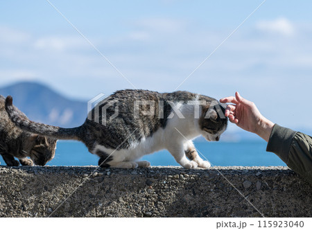 猫の頭を撫でる人 115923040