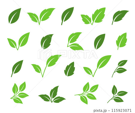 vector set of green leaf, letter v, plant branches and tea twig vector set of green leaf, letter v, plant branches and tea twig 115923071
