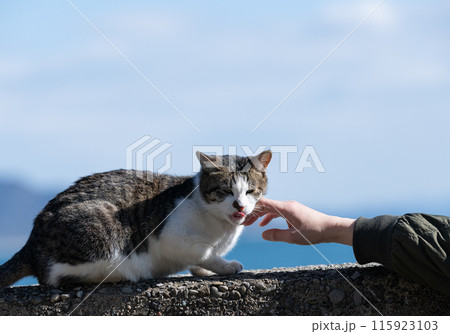 猫の頭を撫でる人 115923103